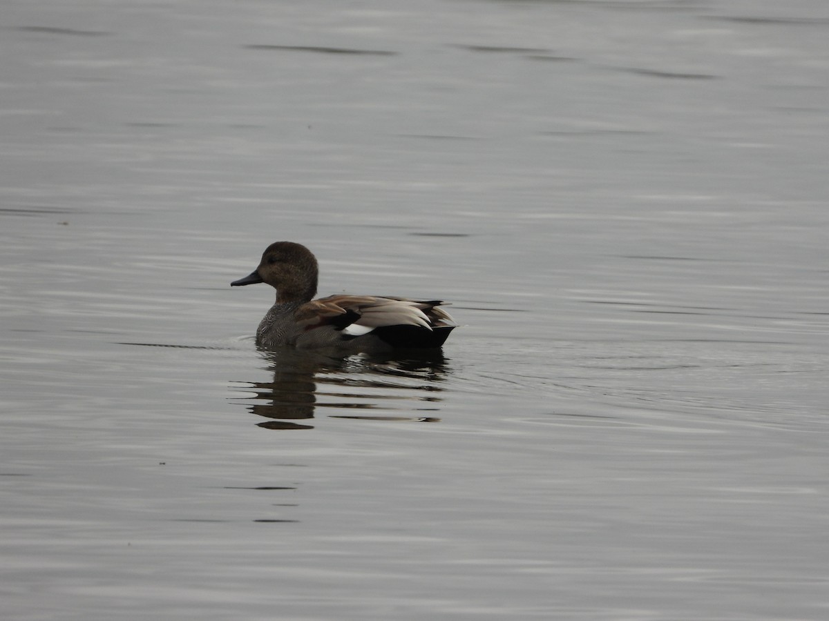 Gadwall - stephen  carter