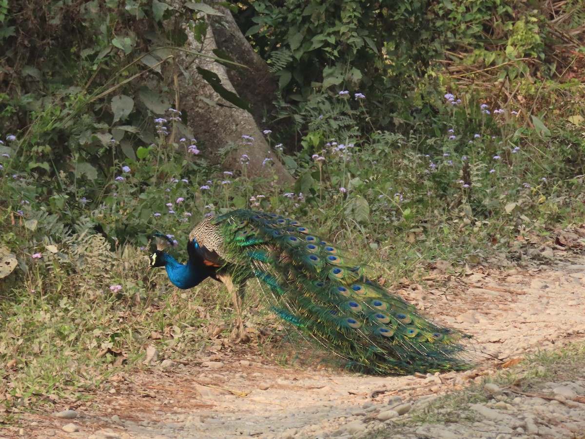 Indian Peafowl - Filipe Canário
