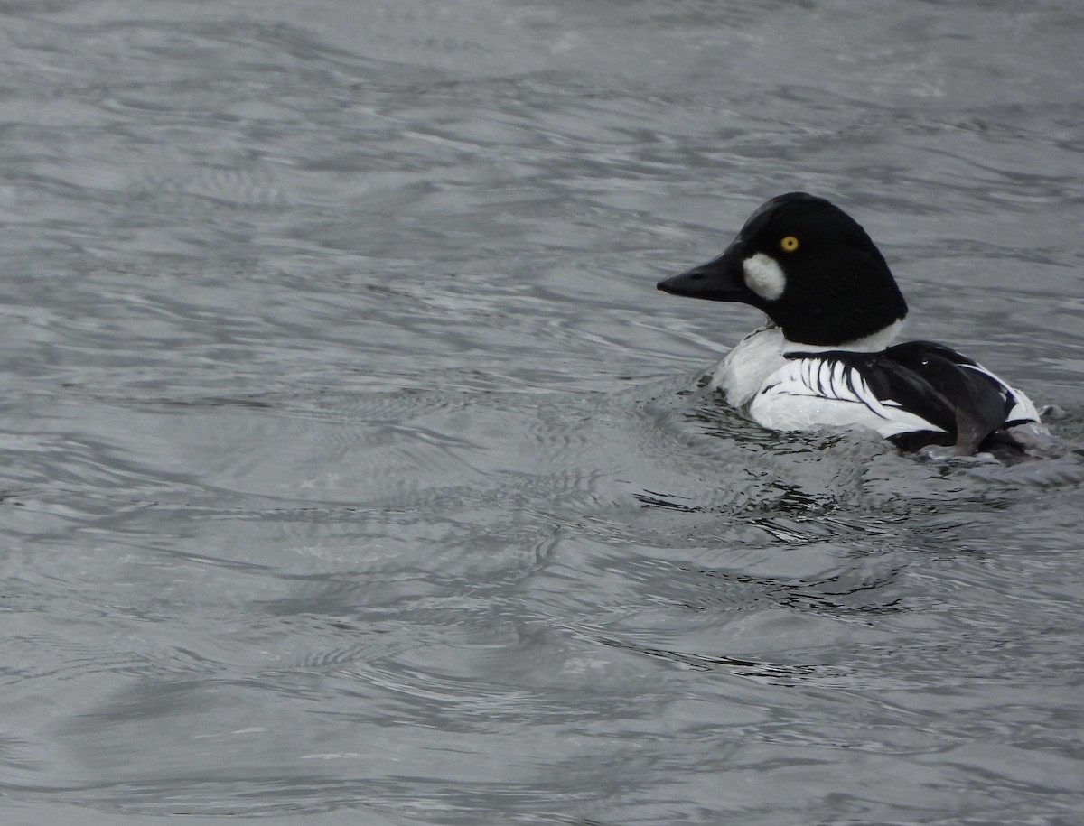 Common Goldeneye - stephen  carter