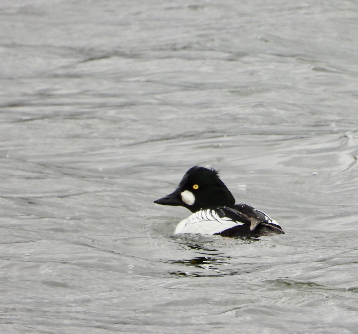 Common Goldeneye - stephen  carter