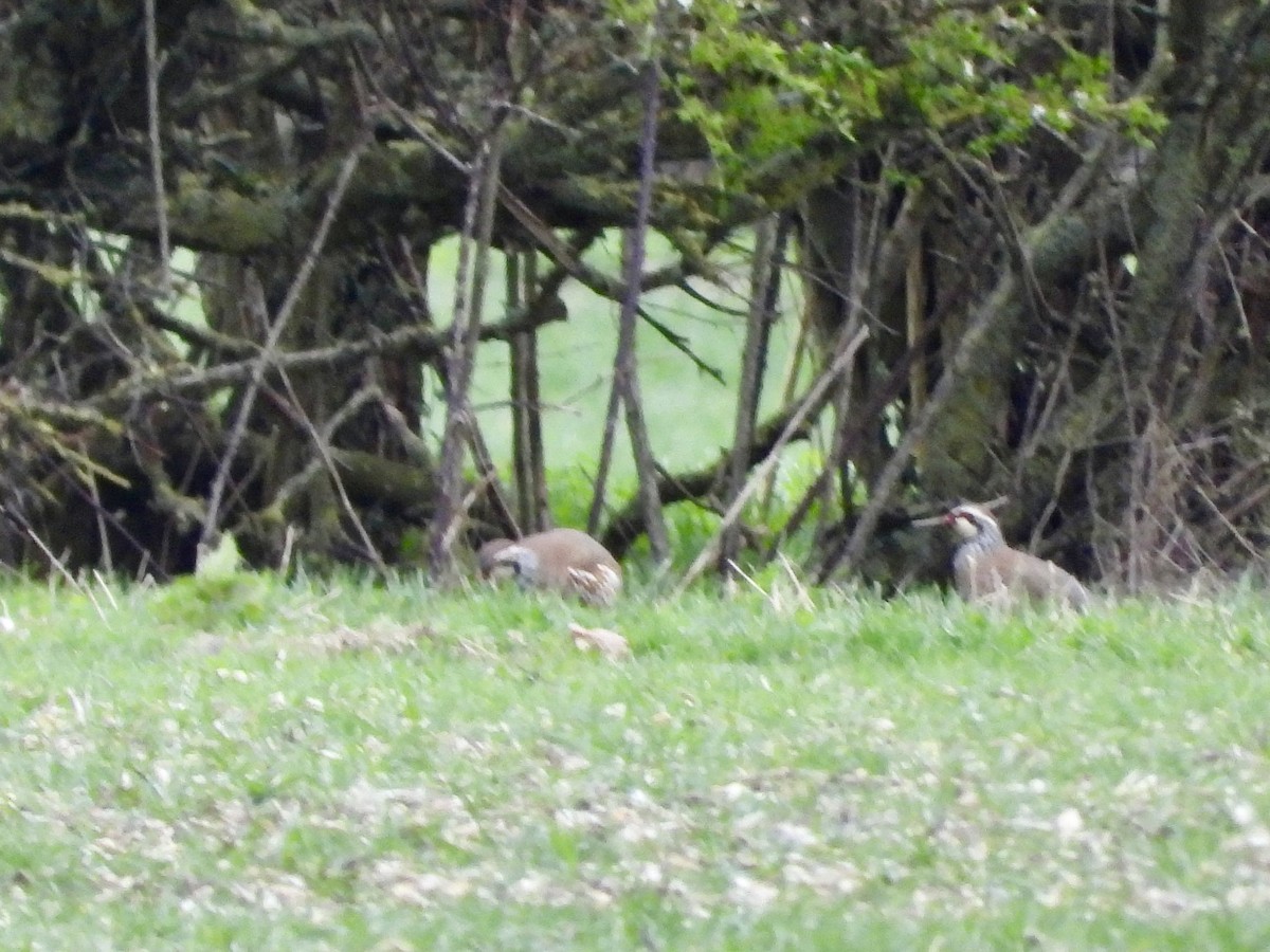 Red-legged Partridge - ML615991222