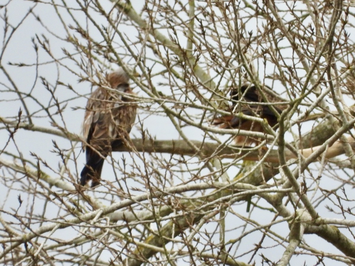 Red Kite - stephen  carter