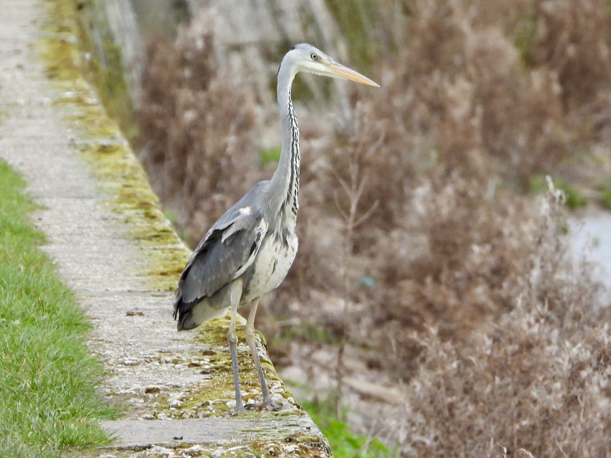 Gray Heron - stephen  carter