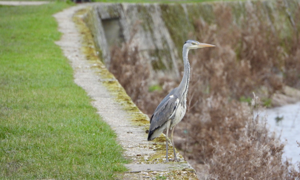 Gray Heron - ML615991241