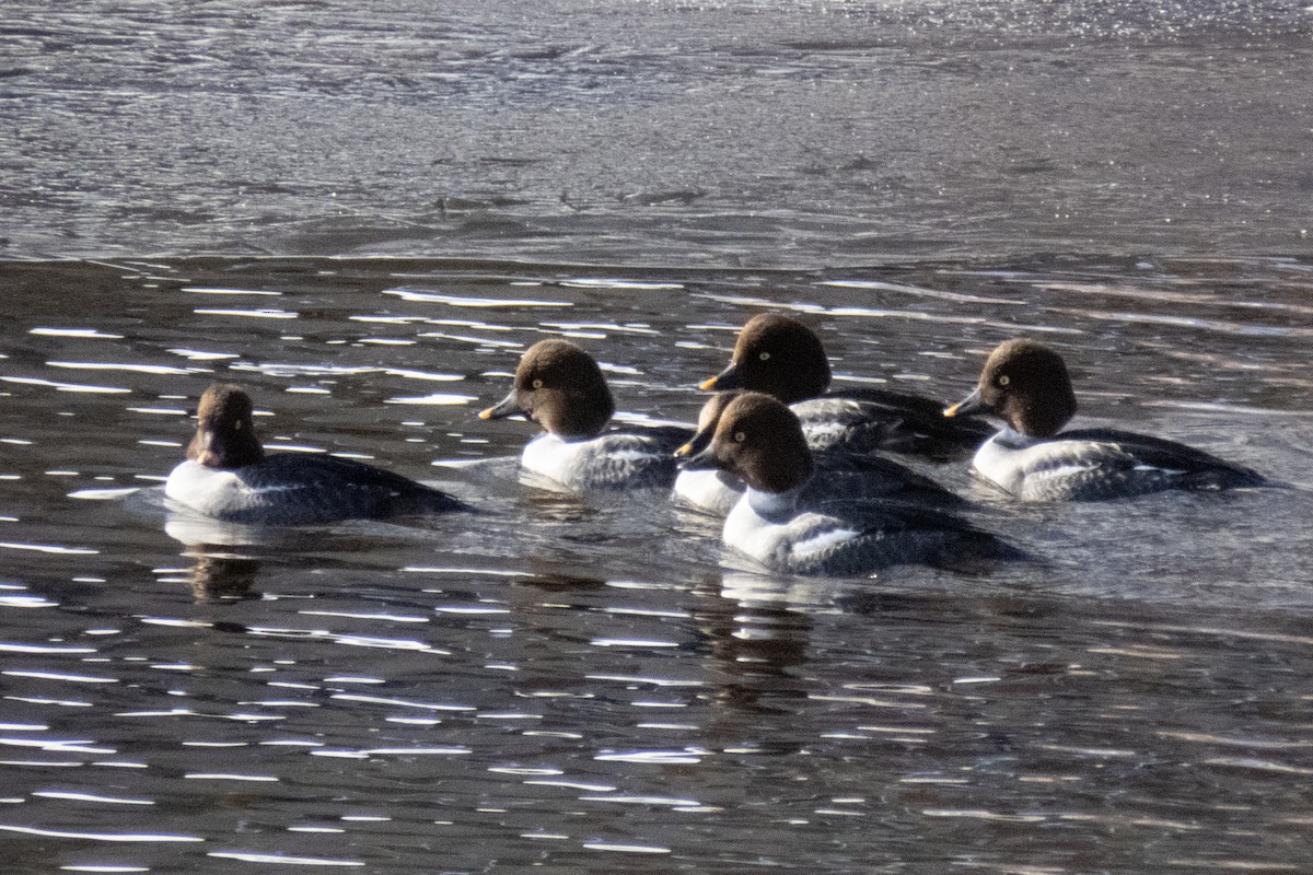 Common Goldeneye - Marbry Hopkins