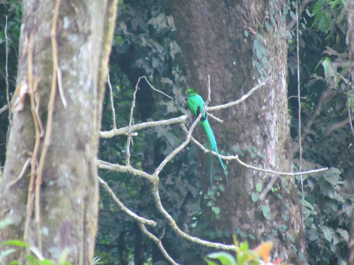 Resplendent Quetzal (Guatemalan) - ML615991335