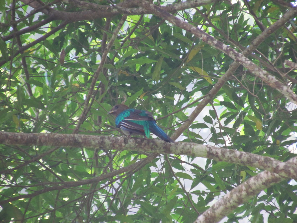 Resplendent Quetzal (Guatemalan) - ML615991339