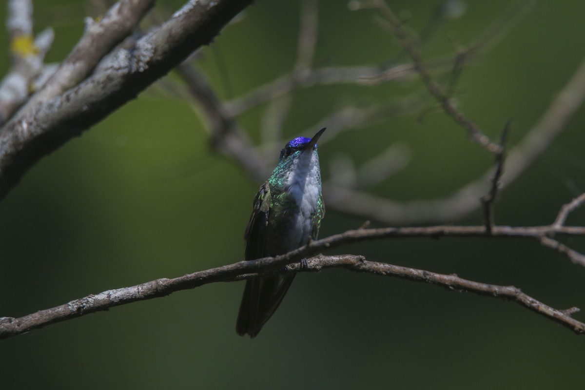 Azure-crowned Hummingbird - ML615991347