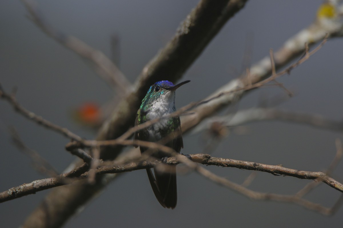 Azure-crowned Hummingbird - ML615991348