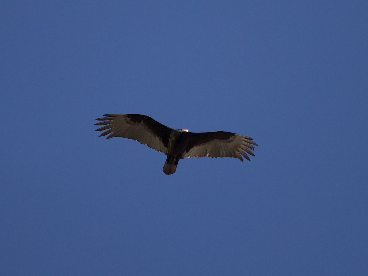 Turkey Vulture - ML615991367
