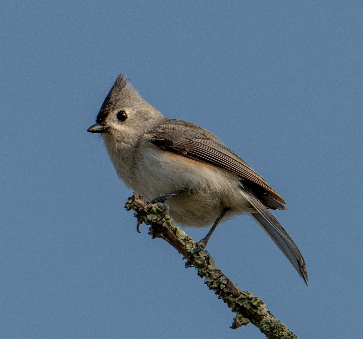 Tufted Titmouse - ML615991416