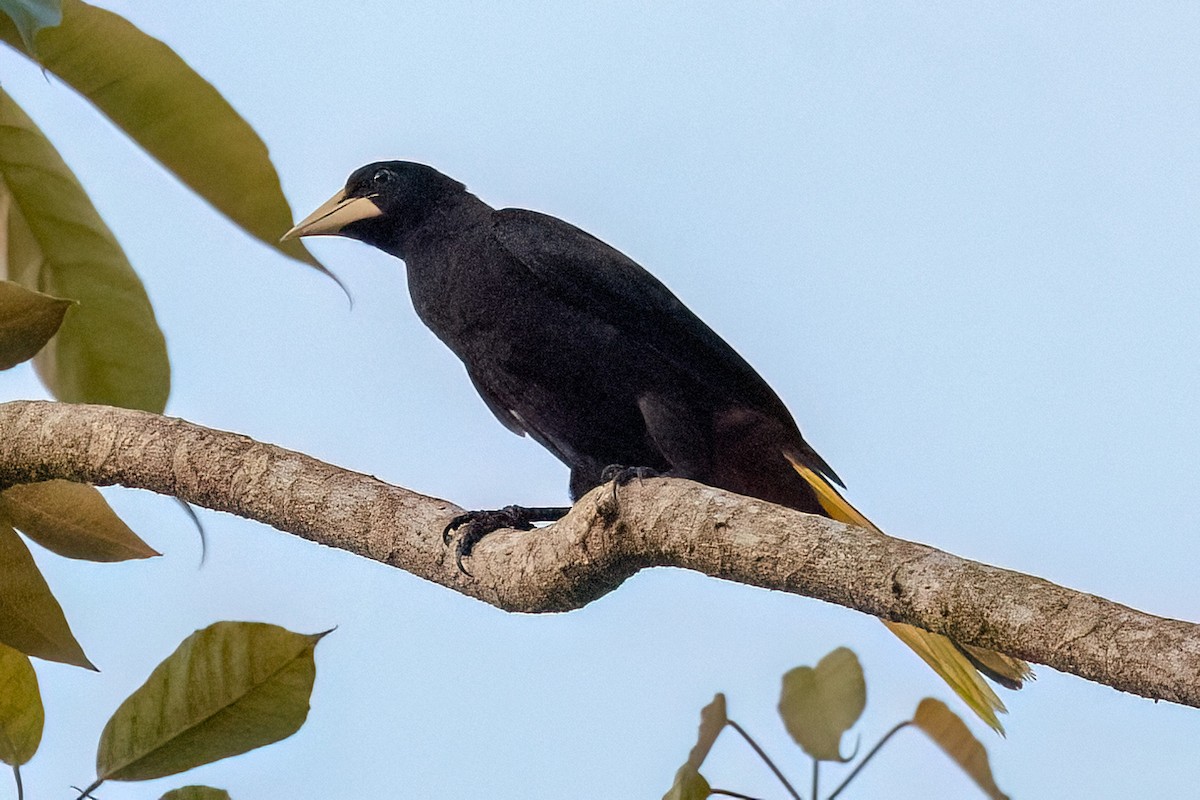 Crested Oropendola - Jacques Jobin