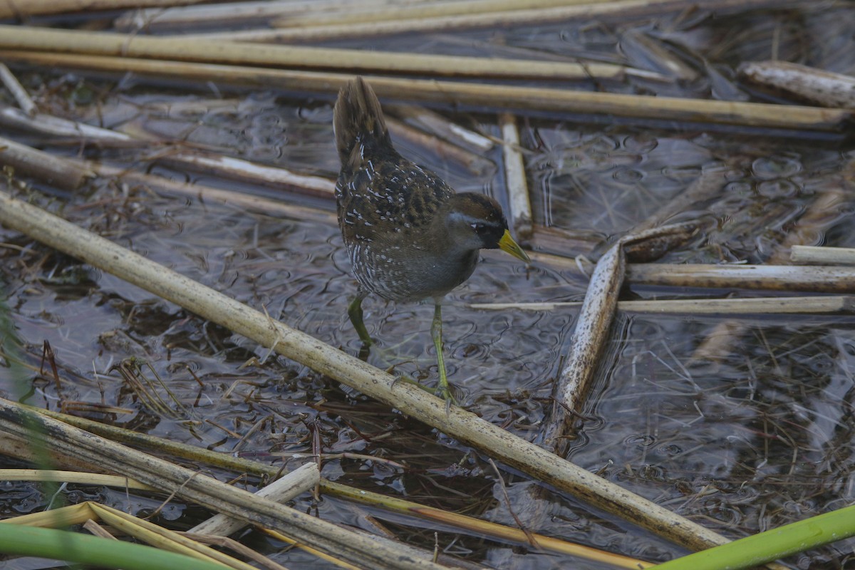 Polluela Sora - ML615991454