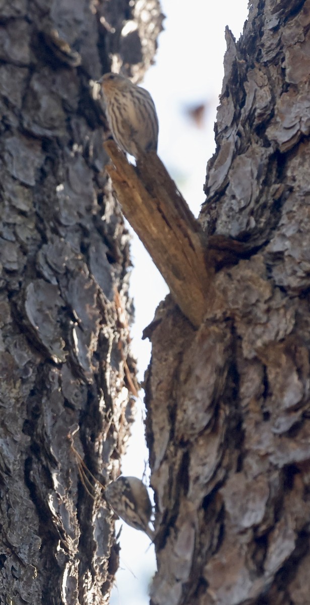 Brown Creeper - ML615991556