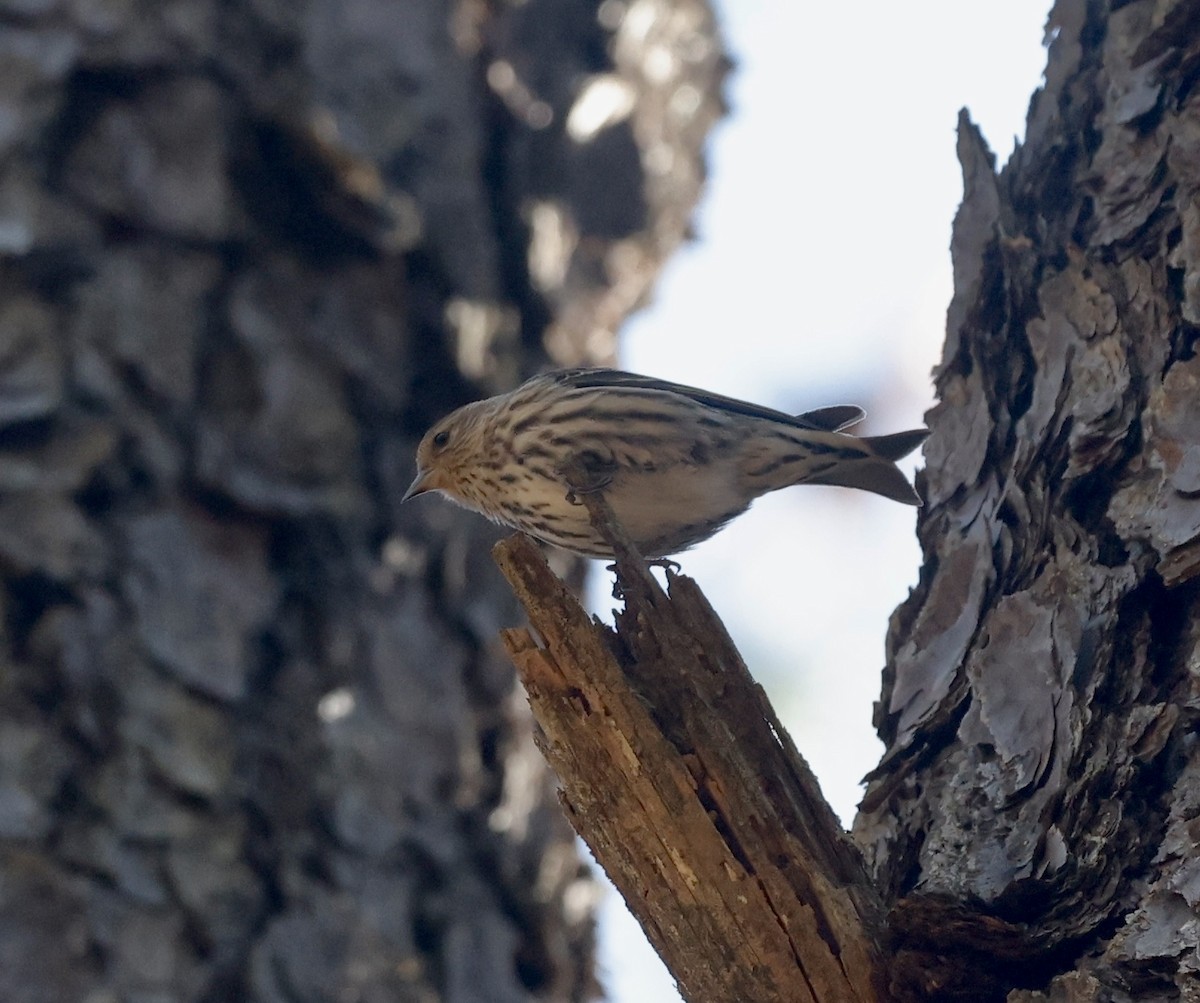 Pine Siskin - ML615991586