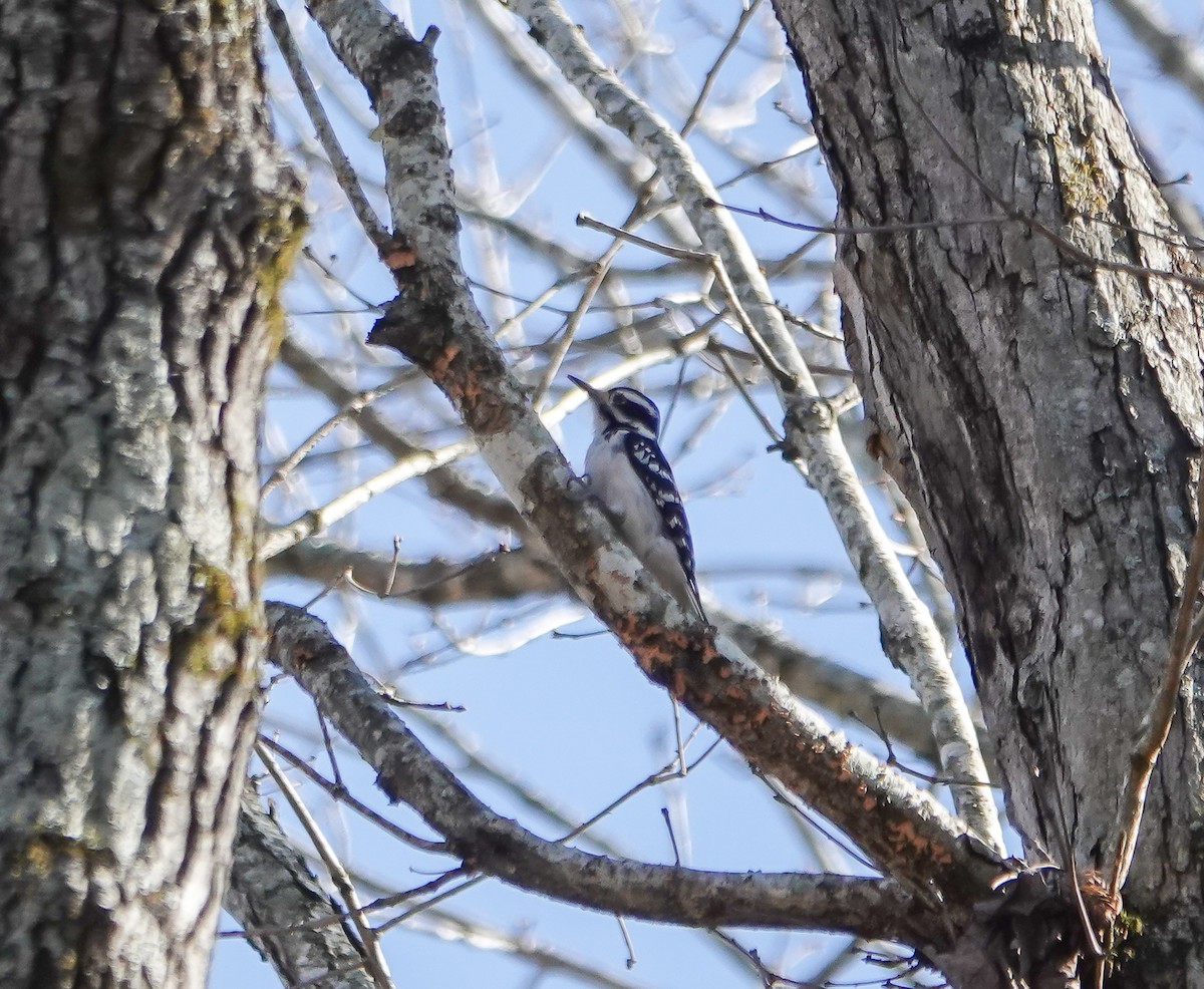 Hairy Woodpecker - ML615991611