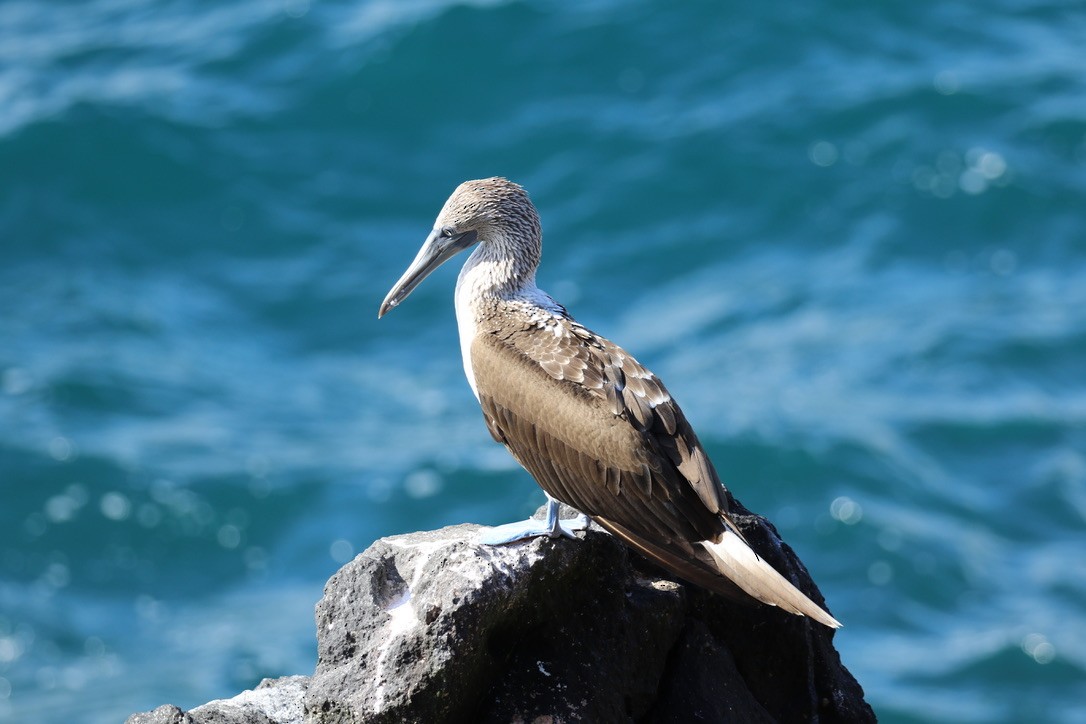 Blue-footed Booby - ML615991697