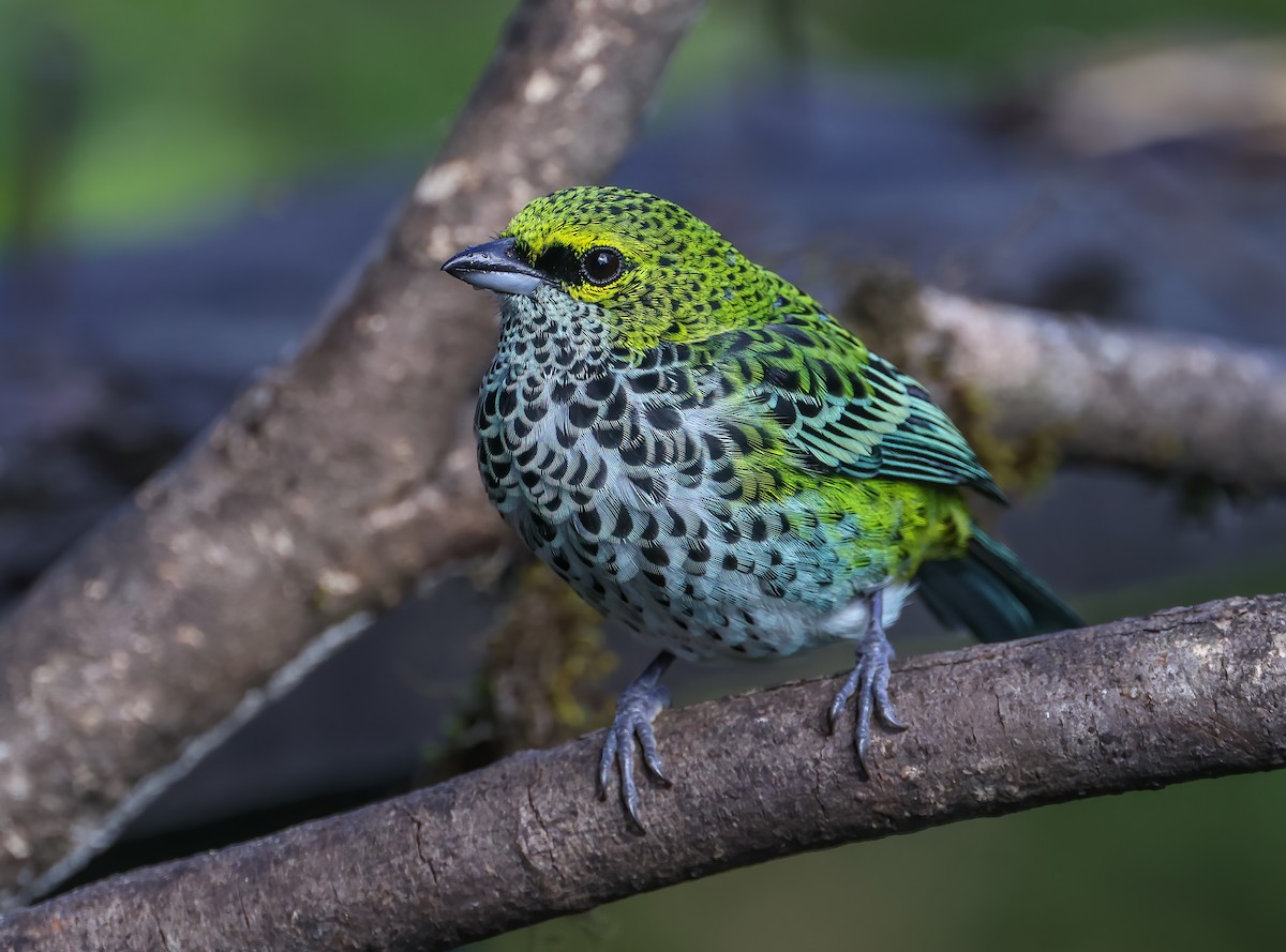 Speckled Tanager - ML615991749