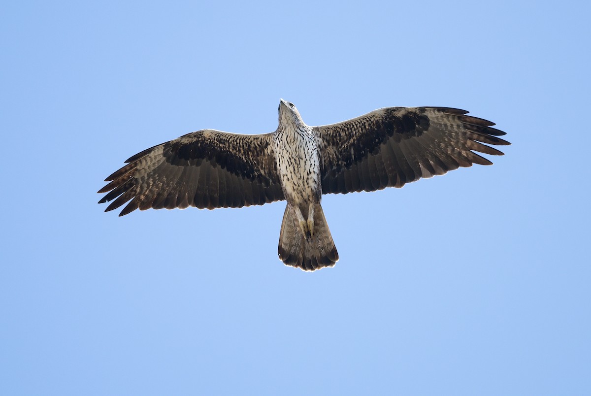 Águila Perdicera - ML615991841