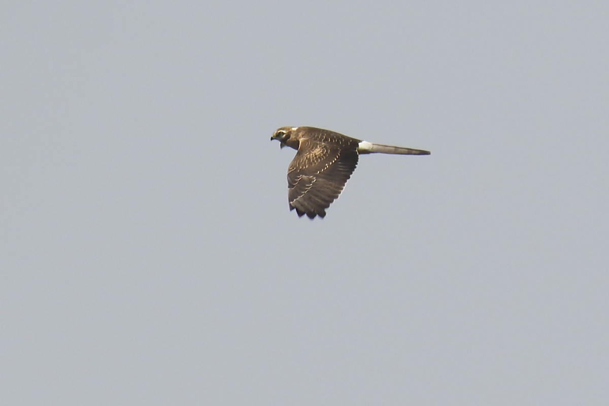 Montagu's Harrier - Salman Baloch