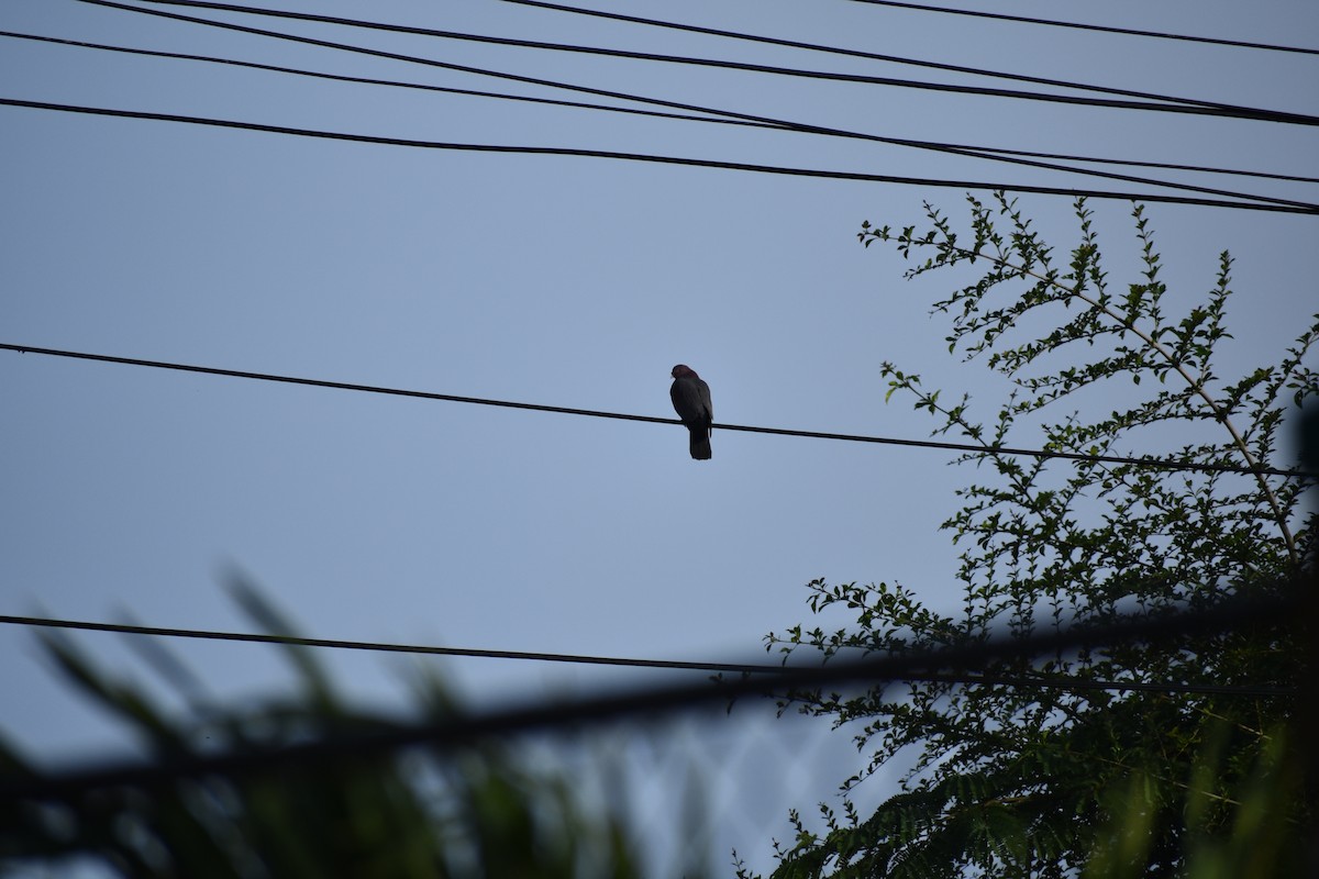 holub středoamerický - ML615991981
