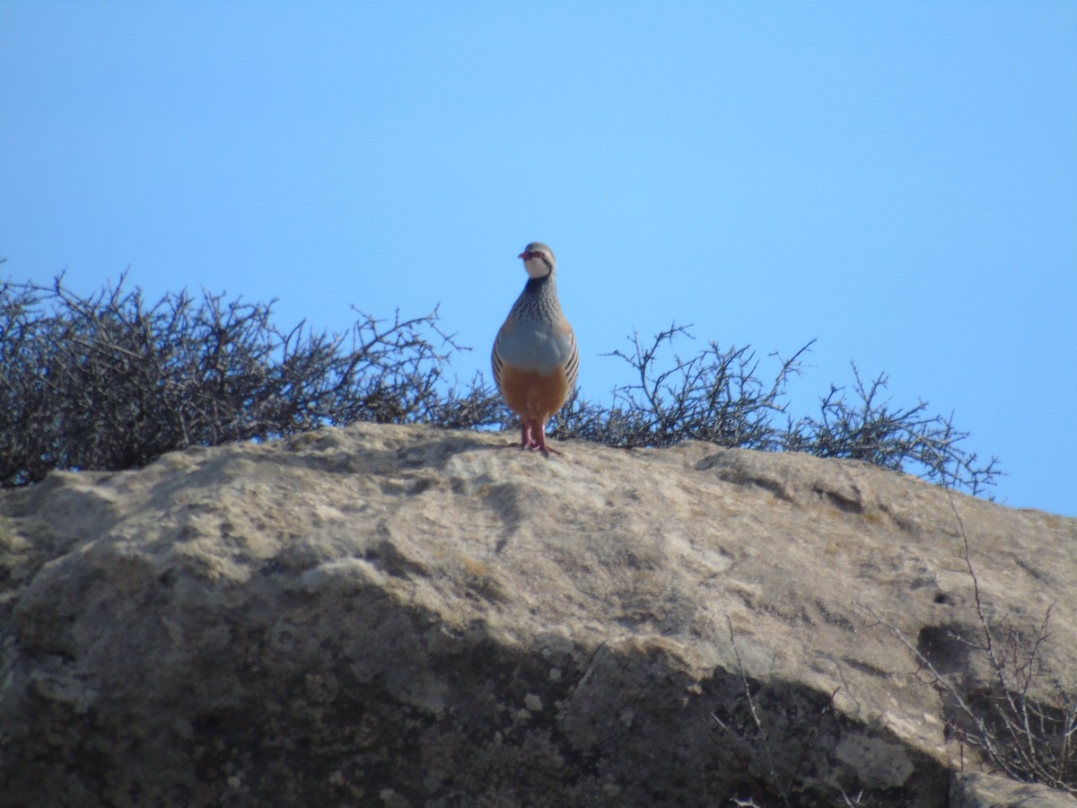 Red-legged Partridge - ML615991996