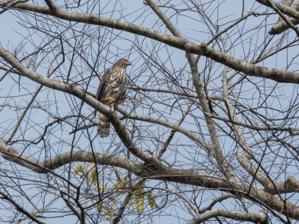 Crested Goshawk - ML615992015