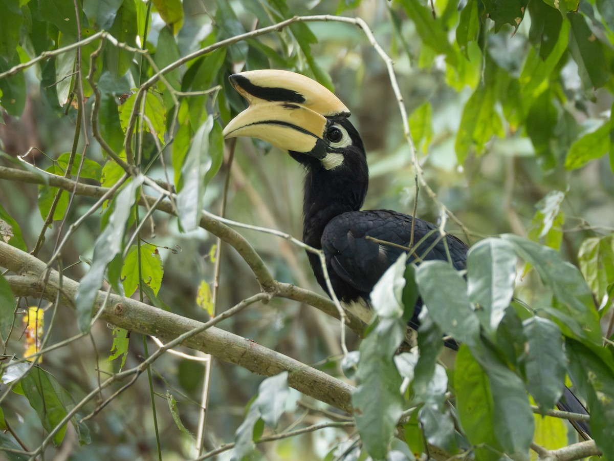 Oriental Pied-Hornbill - ML615992028