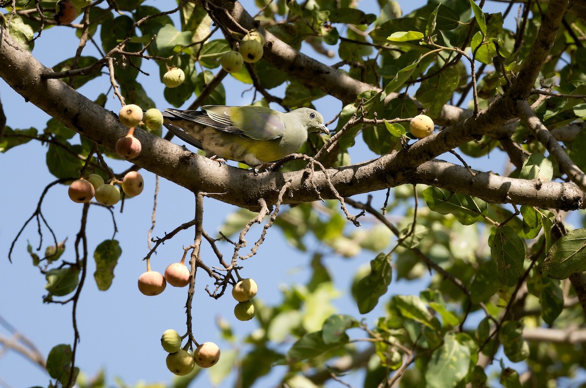 Bruce's Green-Pigeon - ML615992031