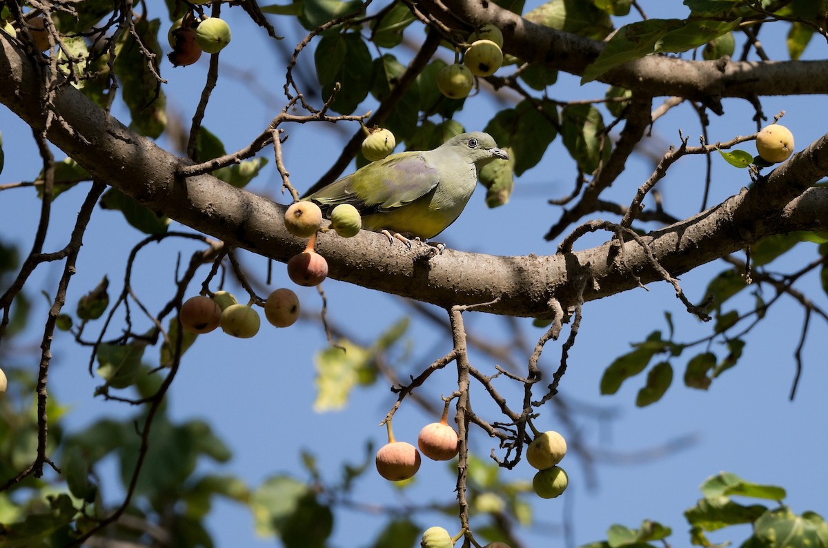 Bruce's Green-Pigeon - Pavel Štěpánek