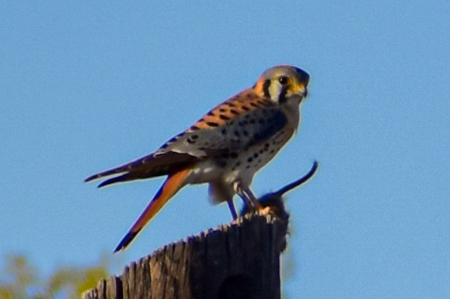 American Kestrel - ML615992038