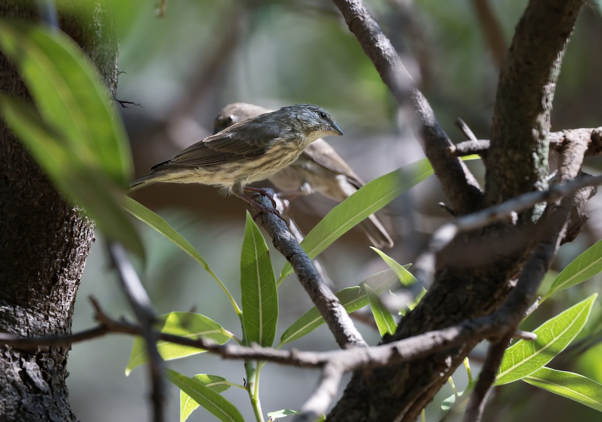 Serin du Yémen - ML615992047