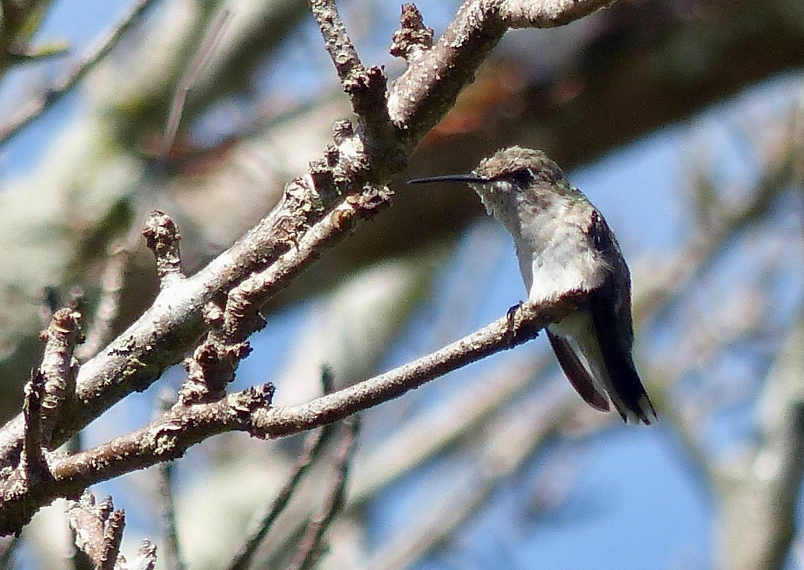Ruby-throated Hummingbird - ML615992145