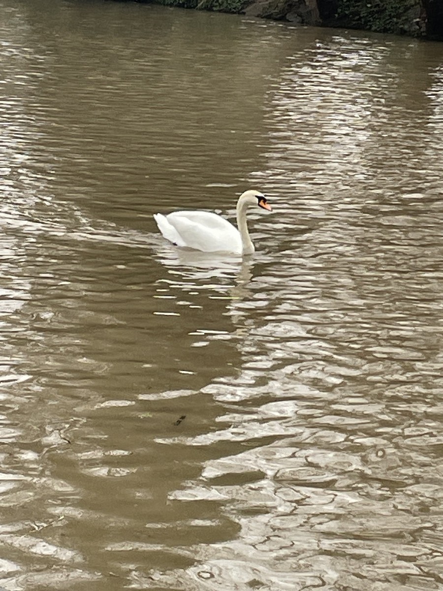 Mute Swan - ML615992164