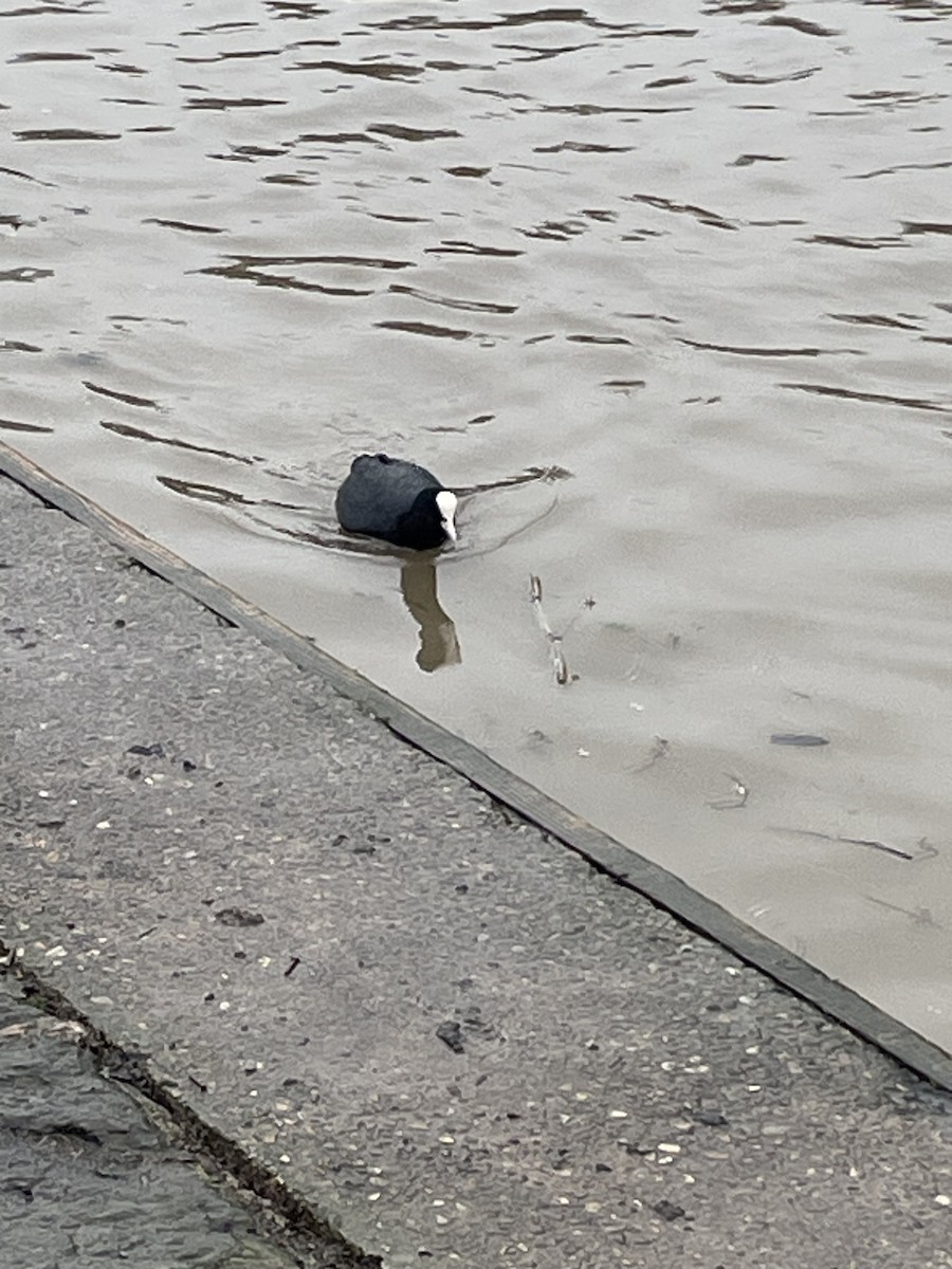 Eurasian Coot - ML615992173