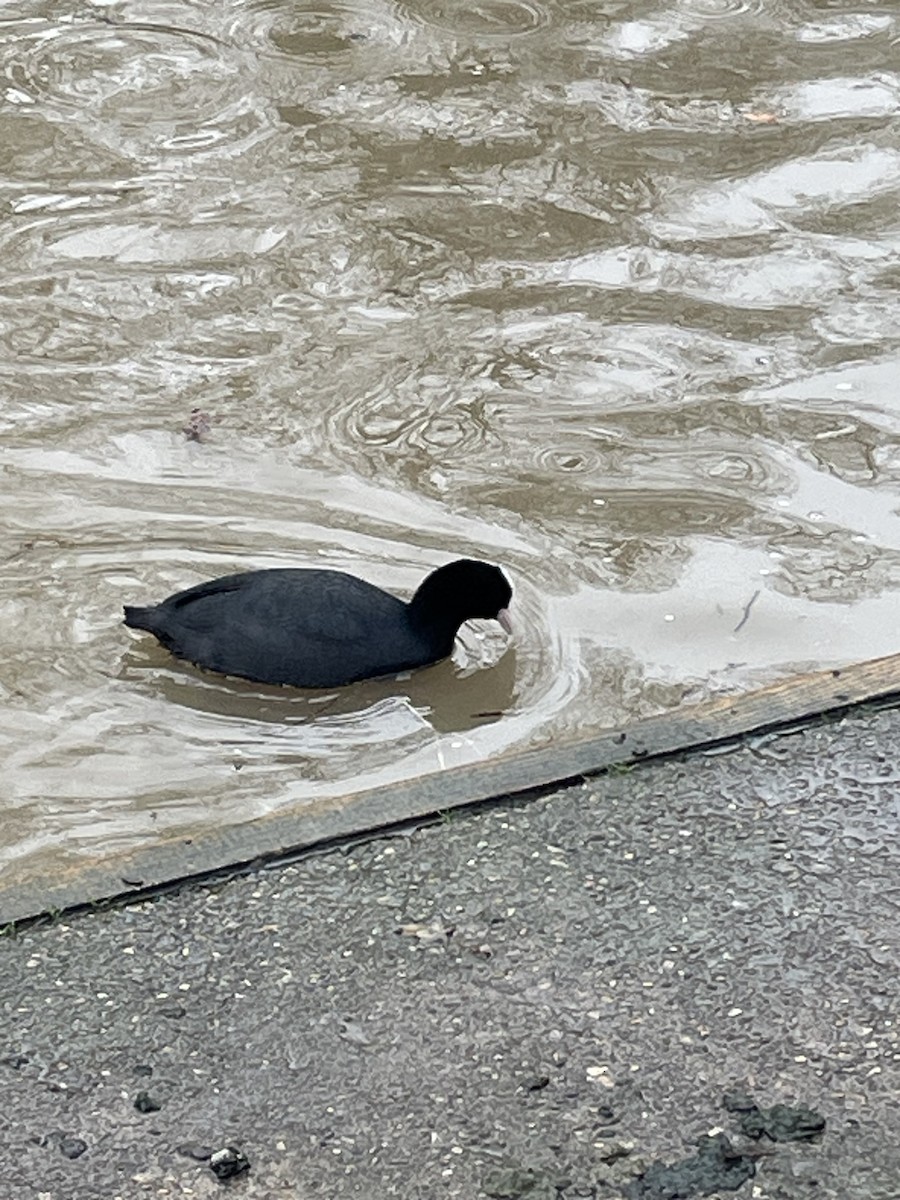 Eurasian Coot - ML615992174