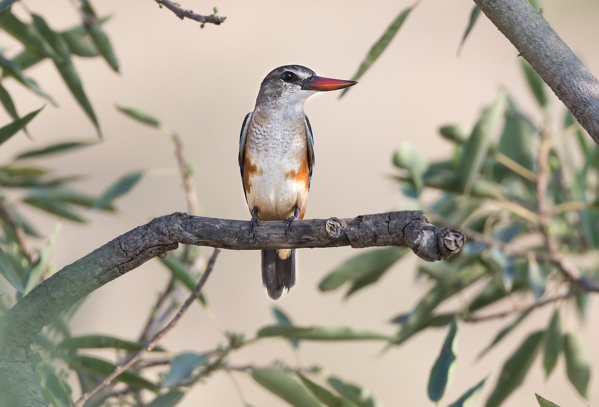 Gray-headed Kingfisher - Pavel Štěpánek