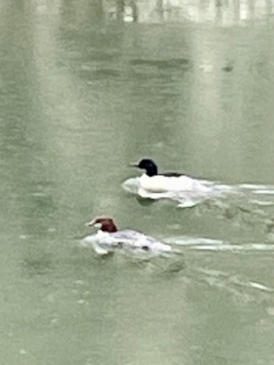 Common Merganser - ML615992188