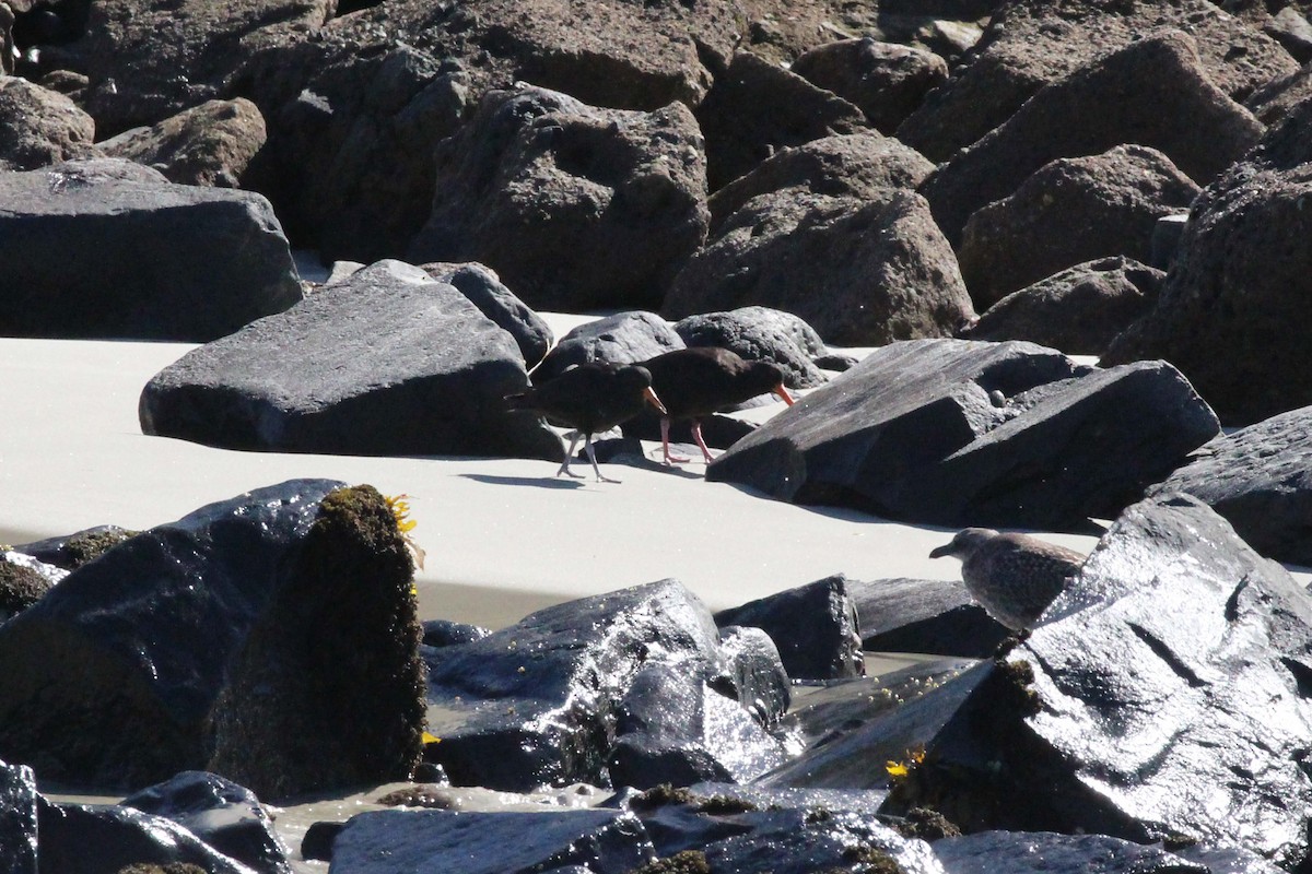 Variable Oystercatcher - ML615992196