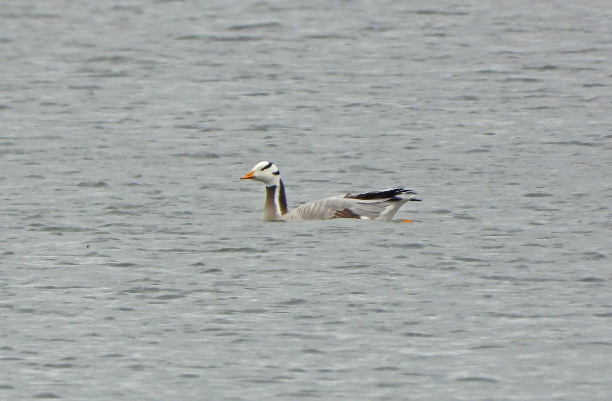 Bar-headed Goose - ML615992205