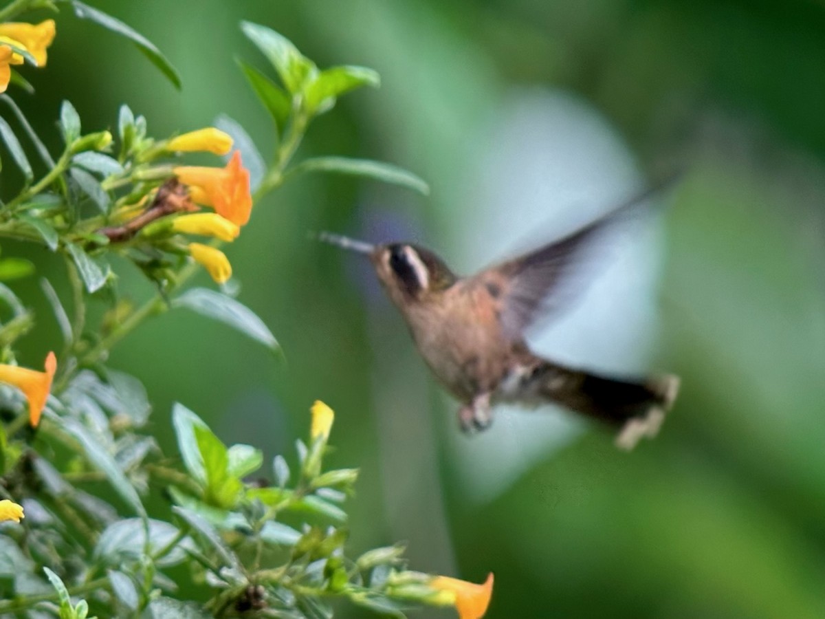 Speckled Hummingbird - ML615992211