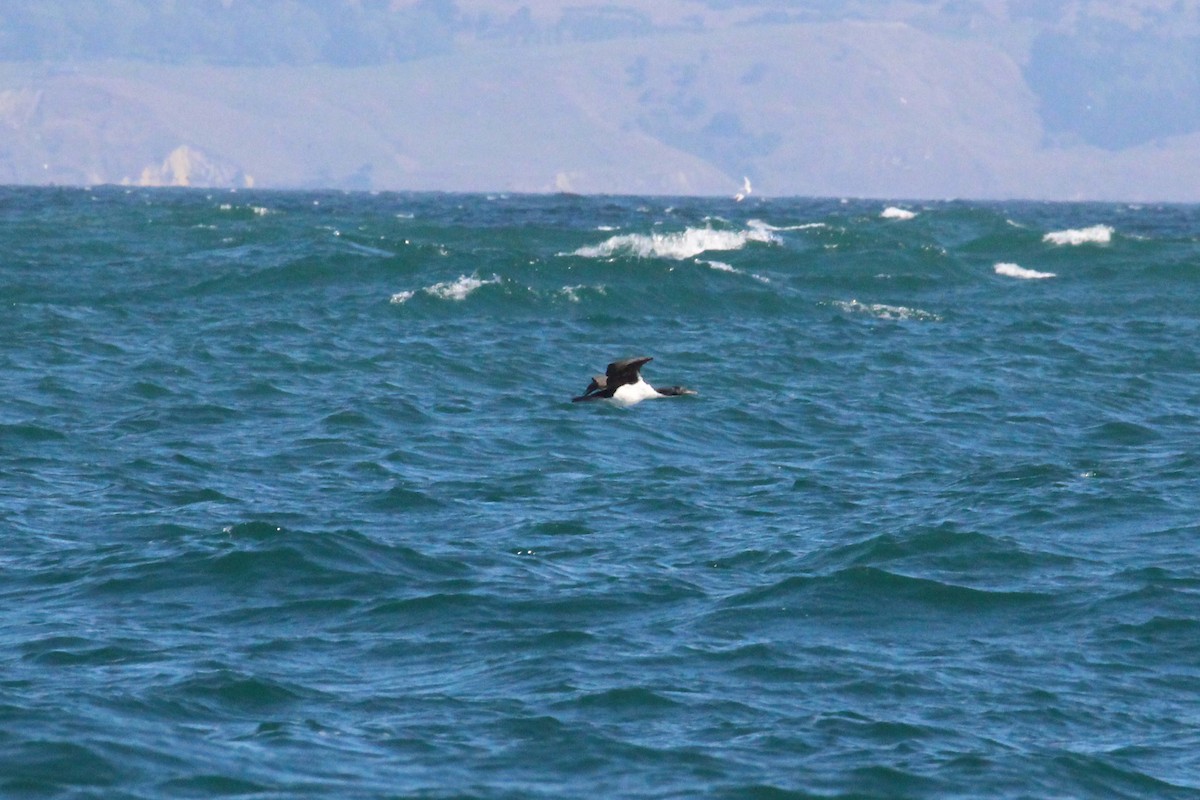 Stewart Island Shag - ML615992212