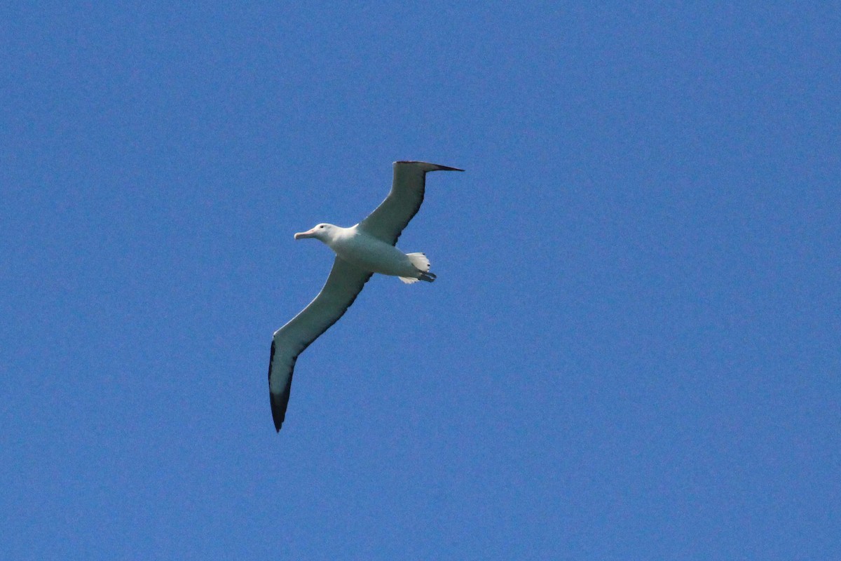 Northern Royal Albatross - Roy Fabry