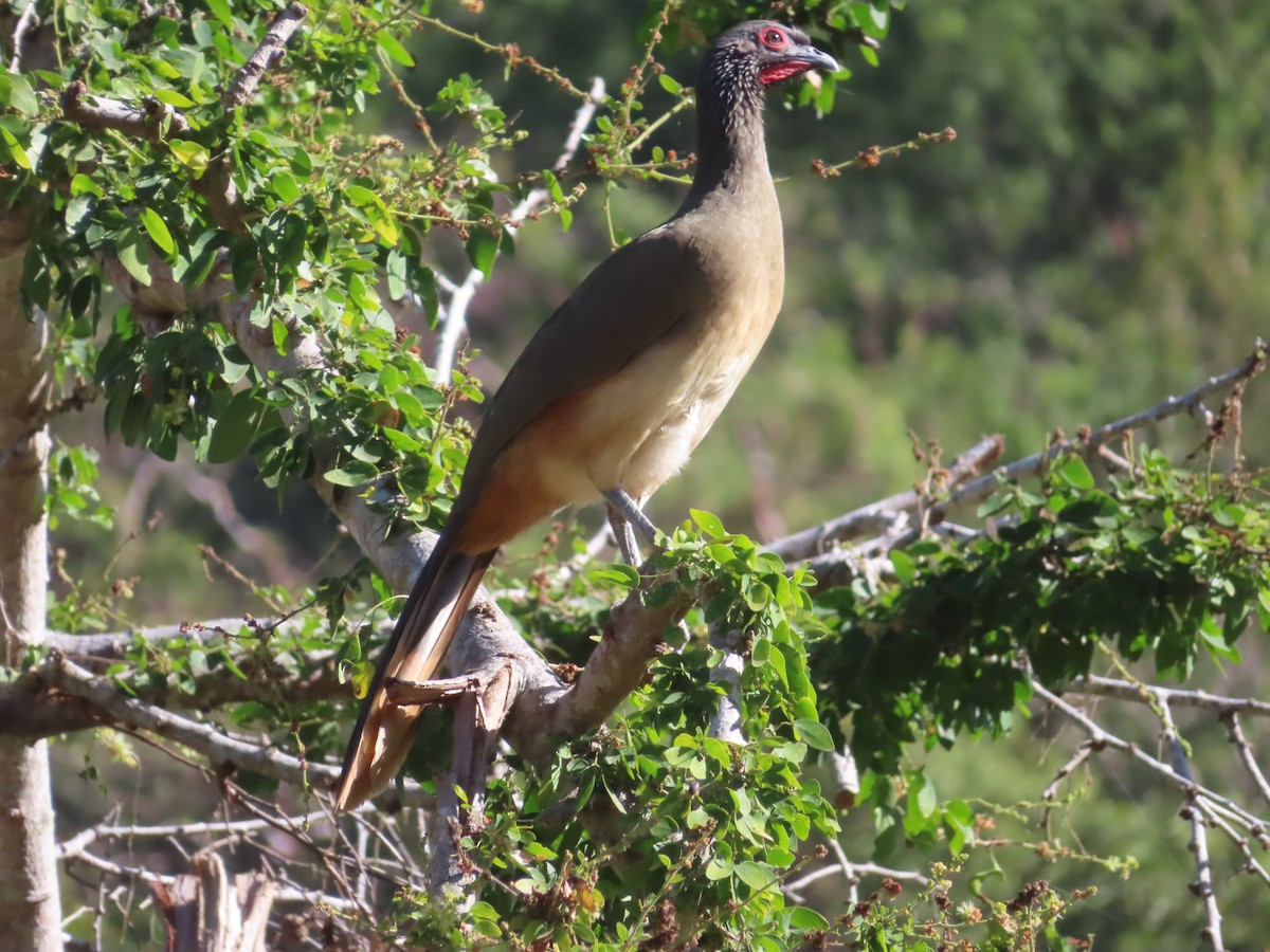 West Mexican Chachalaca - Gord Dubois