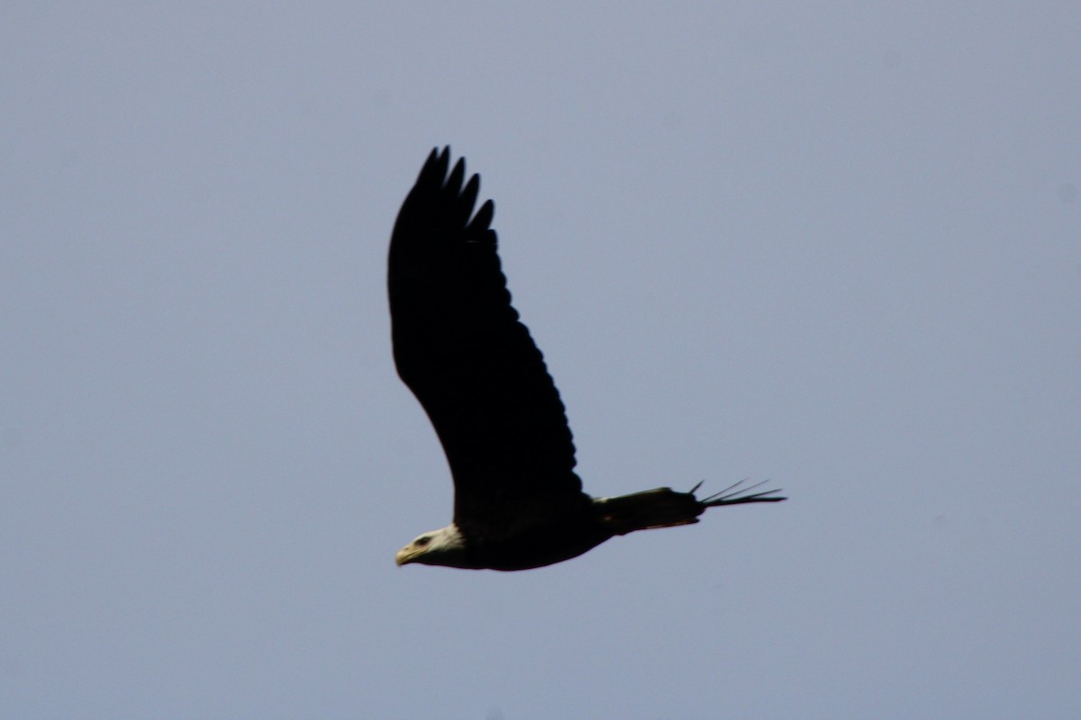 Bald Eagle - ML615992293