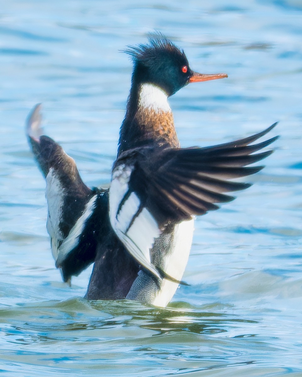 Red-breasted Merganser - ML615992323