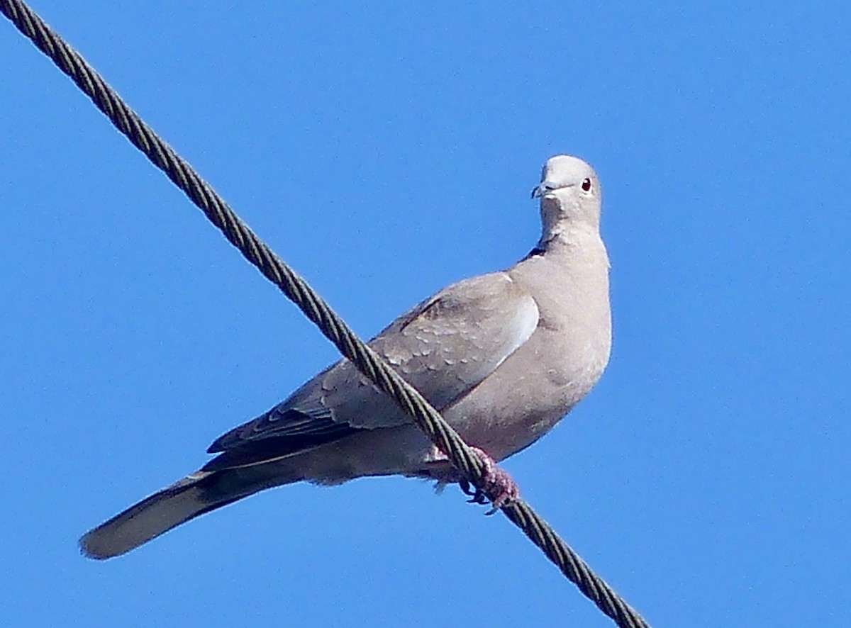 White-winged Dove - James  Currie