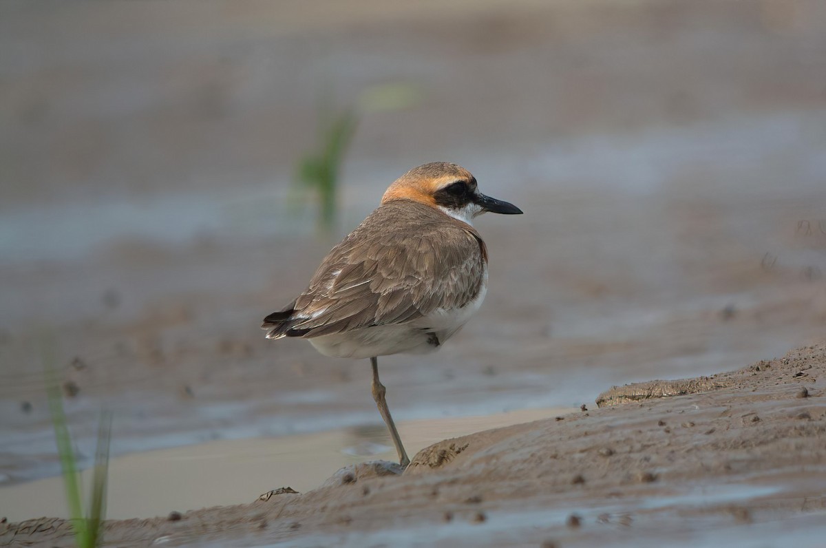 Greater Sand-Plover - ML615992363