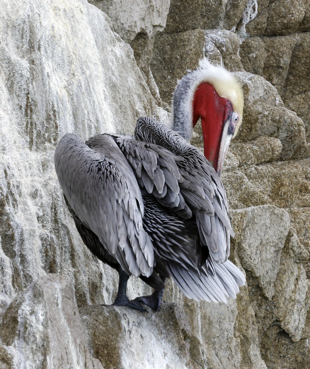 pelikán hnědý - ML615992417