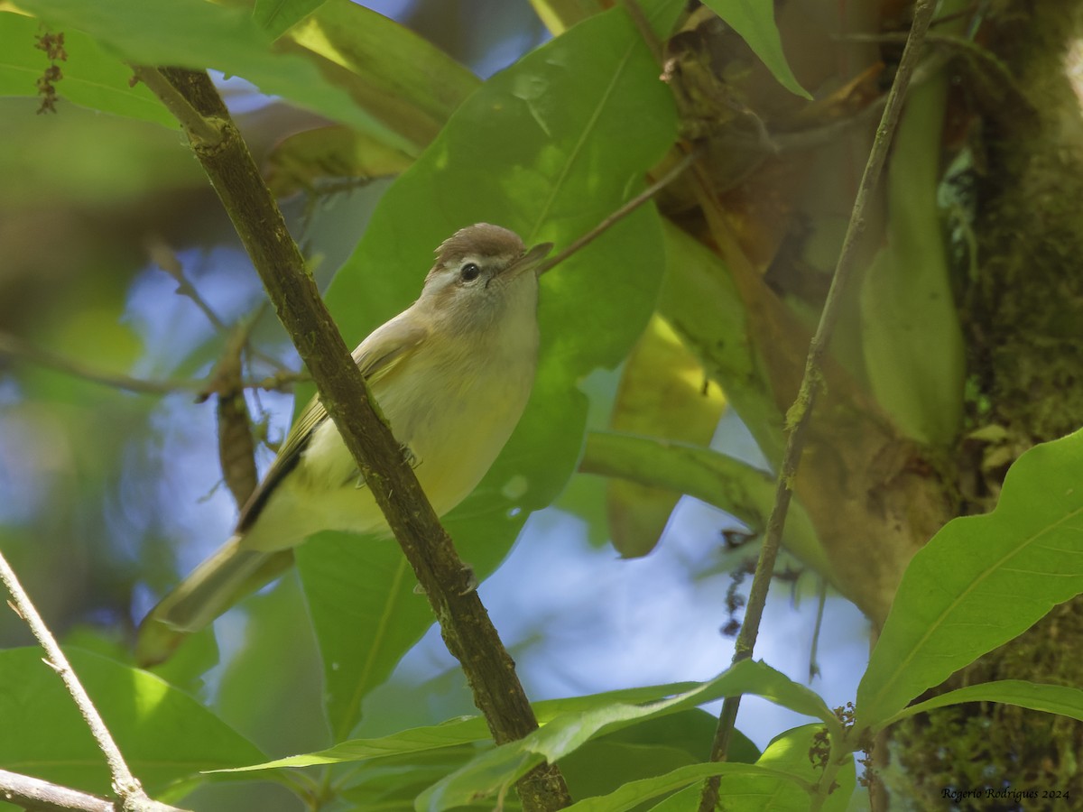 Brown-capped Vireo - ML615992461